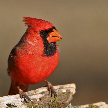 The Red Cardinal